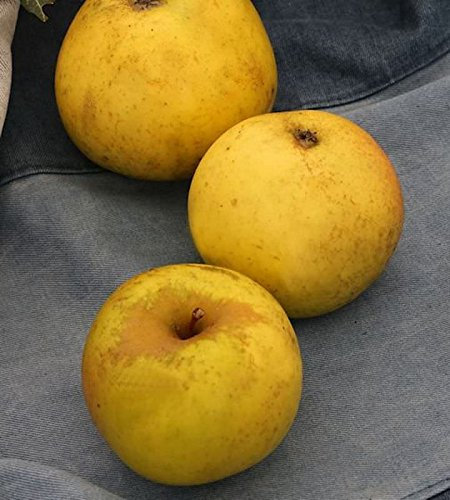Apfelbaum Jeverraner Süßapfel 60-80cm - säuerlich und trocken - lebende Gartenpflanze aus den Baumschulen