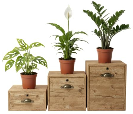 Trío Verde DECOALIVE: Monstera Adansonii, Espatifilo y Zamioculcas Plantas de Interior que Aportan Frescura y Estilo