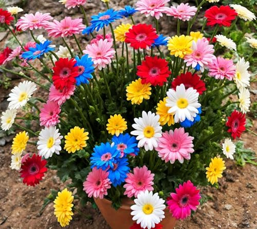Gerbera Daisy Mixed Seeds 300 Pack – Non-GMO, Colorful Large-Flower Variety – Ideal for Gardens, Containers & Indoor/Outdoor Decoration