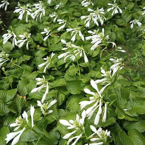 funkien - hosta - balkonpflanzen ausgefallene geschenke frühlingsblume winterharte kübelpflanzen bonsai balkon blumensamen herbst deko winterharte garten hochbeet wohnzimmer deko 225samen