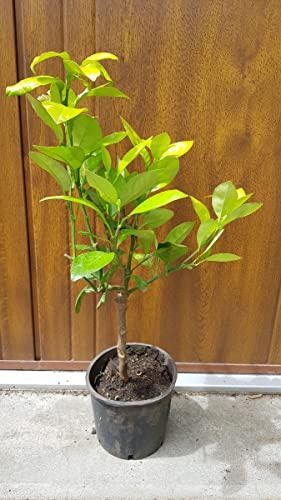Citrus paradisi greffé sur Volkameriana/Pomelos jaune/Conteneur de 1 à 1.9 litres/Tigette