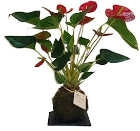 KOKEDAMA GREEN ART, kokedama Anthurium Rojo, bola musgo natural, planta natural, decoración viva, planta de interior