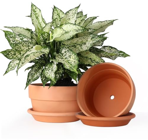 INGOFIN 20,3 cm Terrakotta-Topf-Set mit Untersetzer, Keramik-Tontöpfe mit Ablaufloch, Terrakotta-Topf für Pflanzen für Innen- und Außenbereich, 2er-Set