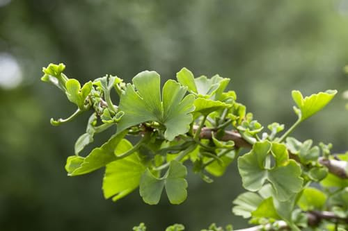 Zwerg-Ginkgo Ginkgo biloba Troll 25-30 cm Kübelpflanze winterhart | Zwergform, sonnig bis halbschattig, ideal für Terrasse und Balkon, robust, langlebig, dekoratives Herbstlaub