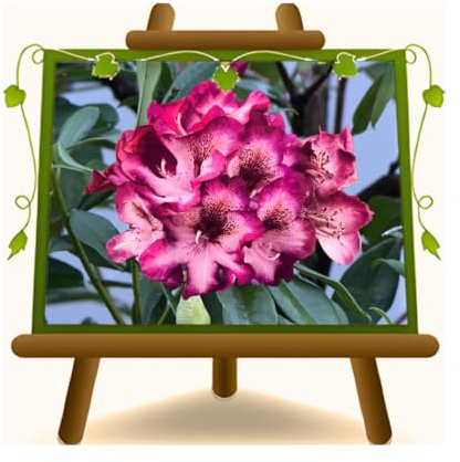 EURO PLANTS VIVAI Rhododendron Rosa Scuro Hans Hchmann pianta ornament Vaso 22 cm Chioma: 45~55 cm