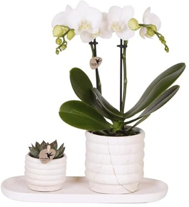 Phalaenopsis Orchidee Lausanne Weiß + Sukkulente – Pflanzenset – Zimmerpflanze inkl. Keramik Topfset im Marmor-Design & Tablett – Elegantes Geschenkset für Wohnzimmer, Büro & Dekoration