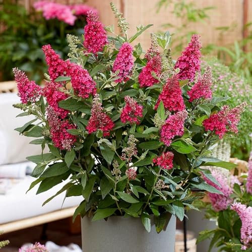Plant Theory Little Ruby Butterfly Bush Buddleja Shrub Plant 2L Pot