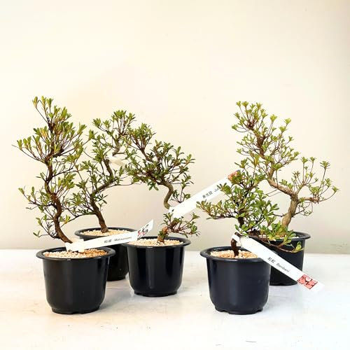 Satsuki Azalee Bonsai – 1x Japanischer Outdoor Bonsai Baum – Perfekter Anfänger- Winterhart – 12 cm Topf – Pflegeleichter Blütenbonsai – Blüht in Wunderschönen Farben (Jukoban)