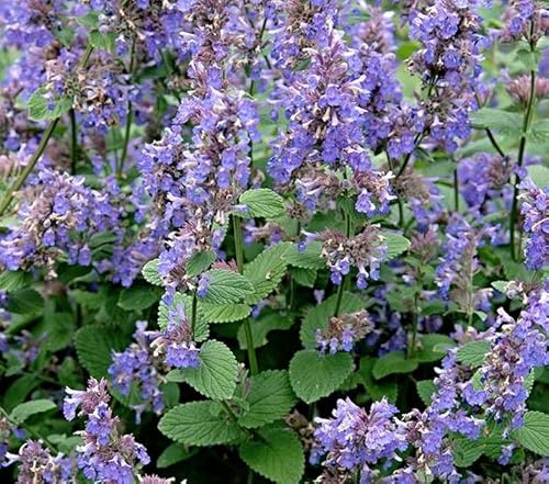 echte Katzenminze Samen, Catnip, unwiderstehlich für Katzen (1000 Samen)