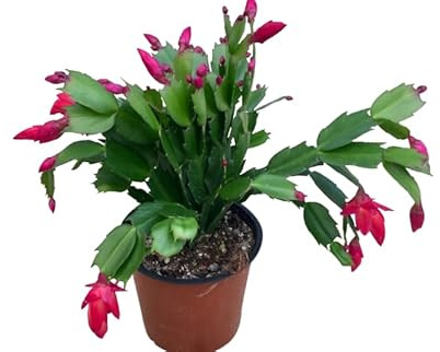Flor Cactus Navidad DECOALIVE Planta Viva Natural