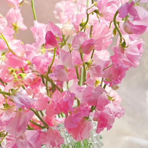 wicken, edelwicke, blumenwiese blumensamen bienenfreundlich für sonnige plätze kletterpflanzen winterhart 180samen