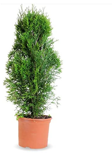 Verdecora Thuya Occidental Esmeralda | Tuya del Canadá o Thuja Occidentalis | Planta natural de exterior | Arbusto/árbol piramide | Perfecto para jardín y terraza (Maceta 3L)
