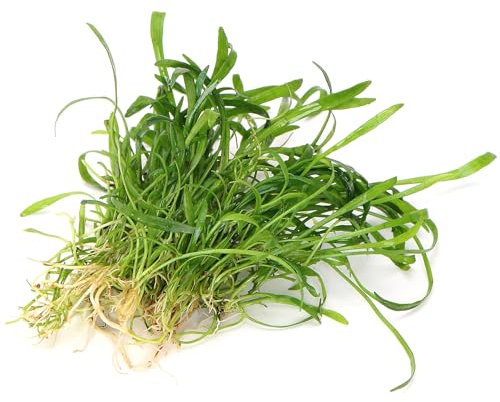 K2AQUA Lilaeopsis Novae-Zelandiae Live Aquarium Plant Carpet Plant for Freshwater Tropical Tanks Fast Growing Foreground Aquascaping