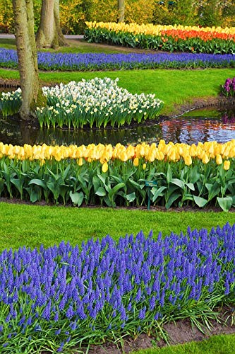 100 X Tulipani Gialli, Narcisi Bianchi e Muscari Blu - Bulbi Alta Qualità (100)