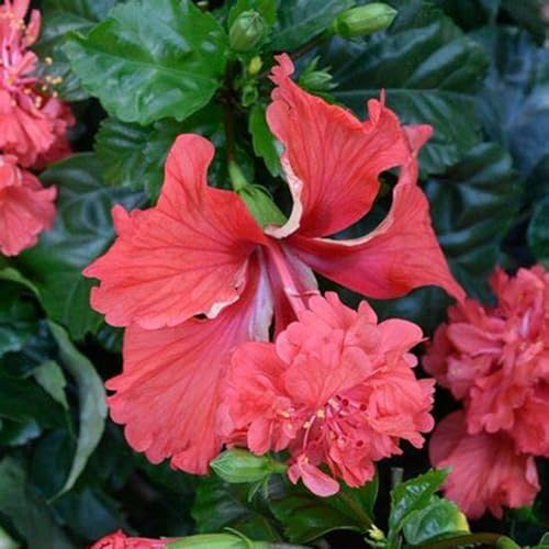 Lebende Pflanzen,Winterhart pflanzen, Seltene, Exotisch, Mysteriöse magische Glühbirne, Mehrjährige Blumenzwiebel ist winterhart, Blumenzwiebel Mix-1 Hibiskus-Zwiebel