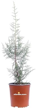 Pianta di Ginepro Fenicio Pianta di Juniperus Phoenicea Albero di Ginepro pianta da esterno pianta conifera Albero vero di Ginepro pianta ornamentale venduta da eGarden.store