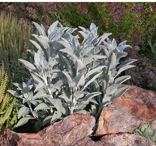 150 pezzi di semi di salvia bianca