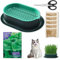 Dongcill Kit de Hierba Gatera Double Seeds,Jardinera Hierba para Gatos,Maceta germinadora,Semillas Menta de Gato 1000 + Semillas Hierba Gatera 100g,Apto para Estimulante y digestiva