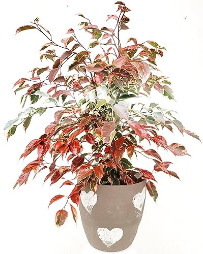 POWERS TO FLOWERS - FICUS BENJAMIN COLOR LIFE BANDIERA DELL' AUSTRIA, IN VASO CERAMICA CUORI, pianta vera!!!