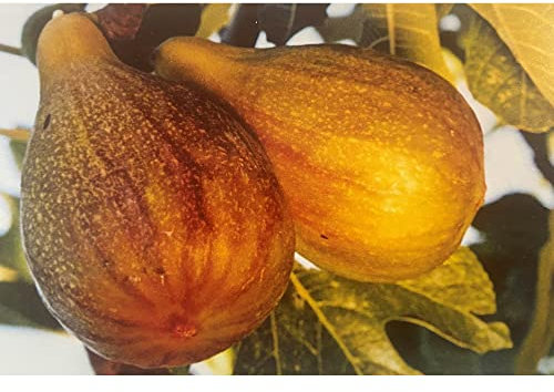 Pianta vera di Fico Melanzana - Diametro Vaso Ø 20 cm