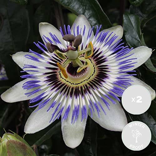 Bloomique - 2er-Set - Passiflora Caerulea - Passionsblume - Blau, Weiß - Kletterpflanzen - Gartenpflanzen - Winterhart - 50-70 cm Hoch - Topf 15 cm