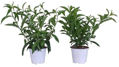 Galán de Noche | Pack 2 Plantas | Cestrum Nocturnum | Dama de Noche | Planta Natural Que Desprende Fragancia Durante la Noche