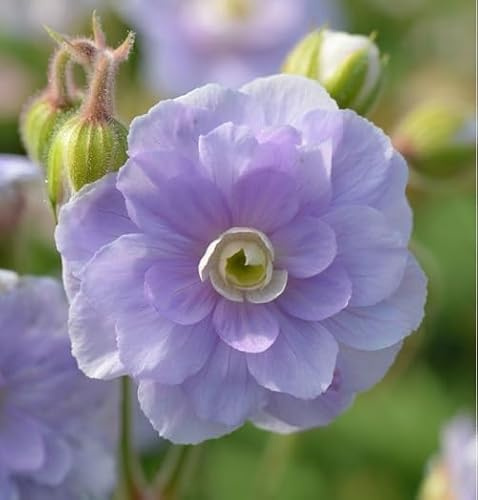 100 semi di geranio viola doppio