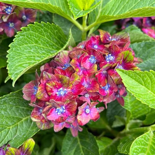 semillas de hortensia, trepadoras en en decoración de sala estar jardín el balcón con, semillas, exóticas Parterres 30pcs