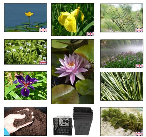 Lincolnshire Pond Plants Ltd - Marginal Starter Packs - Fresh Picked with Lily and Compost - Medium Pond Packs Bareroot