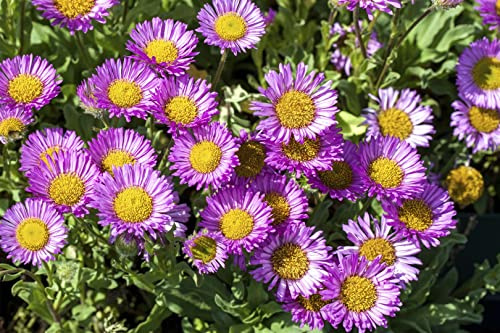 Erigeron glaucus 'Sea Breeze' 11x11 cm Topf – Winterhart, Mehrjährig, Pflegeleicht – Strand-Berufkraut – Beet- & Kübelpflanze für Garten & Terrasse
