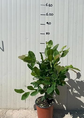 Vivaio Garden Forest Pianta di Magnolia x Brookynensis, Yellow Bird, Fiore giallo, H70cm, Arbusto ornamentale, Altezza 8m massima, Pianta da ombra, Pianta focale, Pianta vera