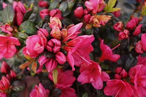 Rhododendron Japanische Azalee Canzonetta Rhododendron obtusum Canzonetta Containerware 20-25 cm