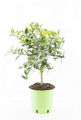 Yuzu Pflanze (Citrus x junos) – 70-100 cm – Frosthart bis -12°C – Veredelte Zitruspflanze für Garten & Kübel – Aromatische Früchte für Küche & Getränke