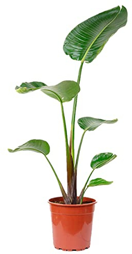 Planta de Interior y Exterior Natural de 100 cm Altura - Plantas Naturales- Planta de interior de decoración - Planta Natural - Planta Viva (Strelitzia)
