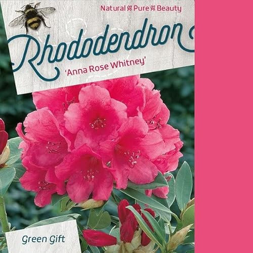 Rhododendron 'Anna Rose Whitney' 40-50 cm pot | Grand rhododendron à fleurs rose vif, idéal haie fleurie & jardin ombragé