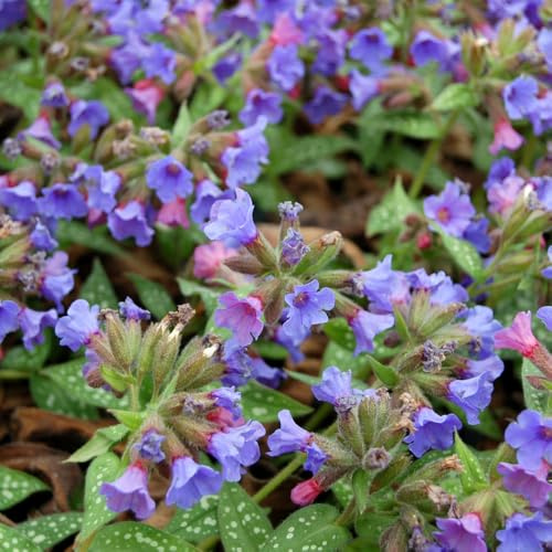 Pulmonaria plug plants. 'Trevi Fountain'. Extra Large Plug Plants x 3. Shade loving perennial. Available from Bedwen Plants