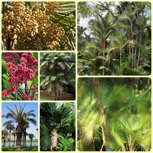 Palmensamen - bonsaibaum geschenke für garten winterharte für balkon pflanzensamen zimmerpflanzen balkonpflanzen winterhart 20pcs