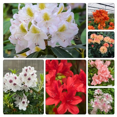 semi di rododendro - azalea, d'appartamento tappezzanti 300pcs