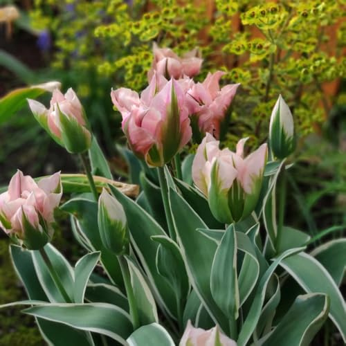 bulbos de tulipanes perennes - silvestres cobertura del suelo resistente 12pcs