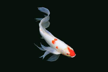 Acryl-Bild 60 x 40 cm: KOI-Fische bunte, fantastische Lust auf einen Schwimmen im Teich.(115801103)