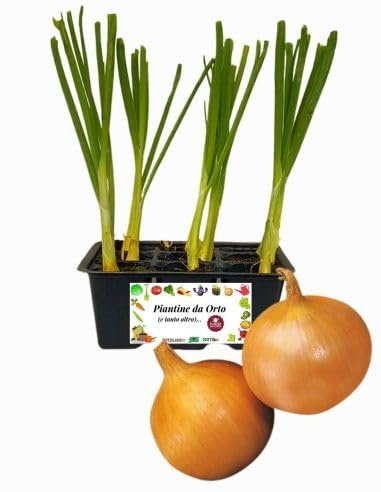 P. Piantine da Orto | Cipolla Dorata, Kit 9 Piantine, Pianta Pronta per il Trapianto, Pianta Vera da Orto, da Balcone e da Esterno, Vivaio Italiano