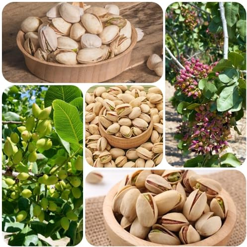 Semi di pistacchio, rustiche per balconi Pistacia vera, Le perenni sono 35pcs