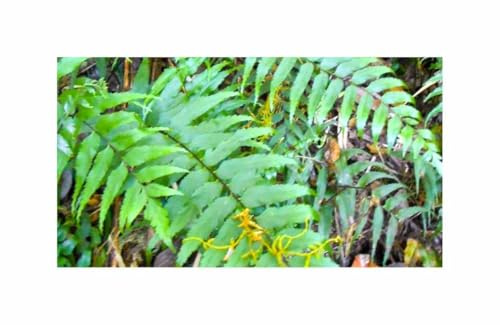 Pcs - 10x Asplenium Serra Streifenfarne Garden Plants - Seeds B1916 & Plants Shop by Ipsa