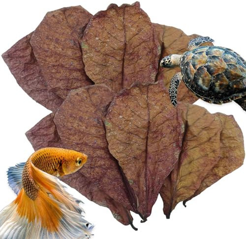 Fisch Mandelblätter | Blätter Betta Fisch Aquarium Pflege | Bequeme Schlangen, Eidechsen, Frösche Lebensraum Blätter zur Verbesserung der Immunität, Wasser pH Balance Zubehör