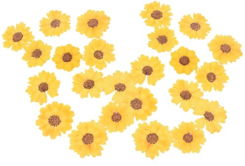 PHENOFICE 24stücke Getrocknete Gänseblümchen Gepresste Blumen Für DIY-Handwerk Scrapbooking Handyhüllen Bastelprojekte Natürliche Blumen Dekoration