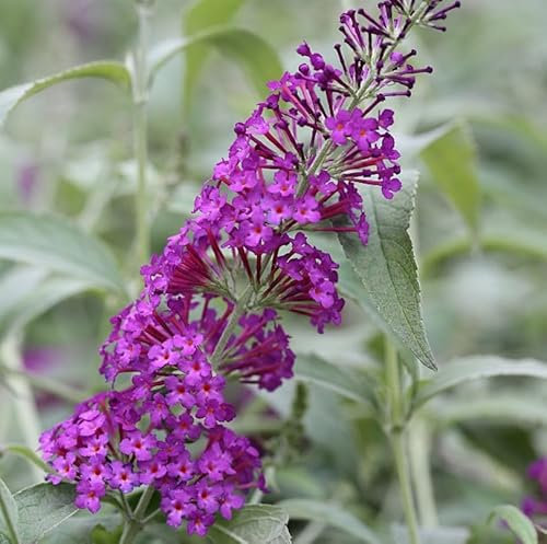 Schmetterlingsflieder Reve de Papillon 40-60cm - Buddleja - lebende Gartenpflanze aus den Baumschulen
