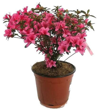 Azalea Natural Planta de Exterior de Grandes Flores