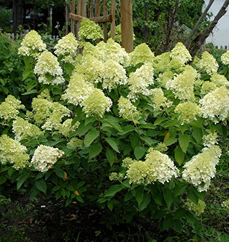 Rispenhortensie Mojito 60-80cm - Hydrangea paniculata - lebende Gartenpflanze aus den Baumschulen