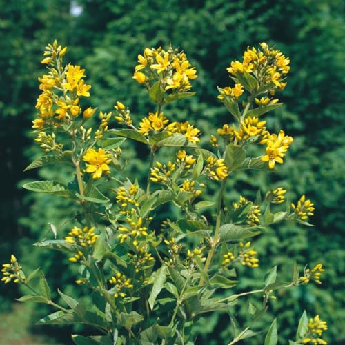 Lysimachia vulgaris 9x9 cm Topf – Winterhart, Mehrjährig, Pflegeleicht – Gewöhnlicher Gilbweiderich – Staude für Teichrand & Feuchtbeet