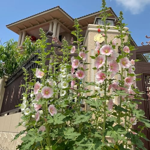 semi di malvarosa semi di recisi malvarosa biologici aiuola da aiuola rialzata primaverile, selvatici balcone 800pcs